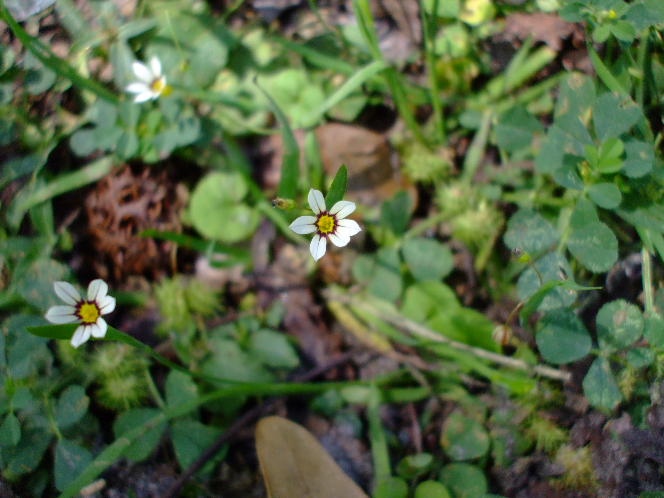 Sisyrinchium rosulatum